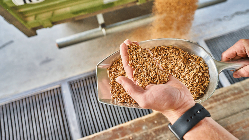 Detailaufnahme von einer Hand, die eine Schippe voll Korn hält. Die andere Hand hält einen Haufen Korn in der Handfläche.